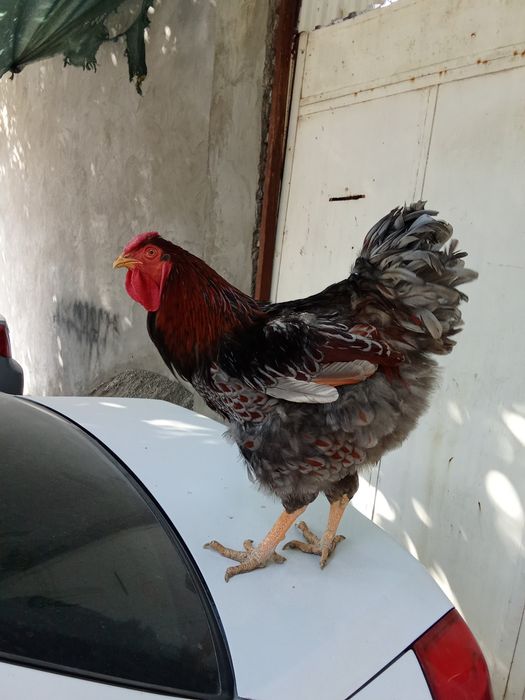 Виандот голубооакаймленный