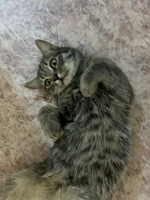 кот мальчик ~ 11 месяцев