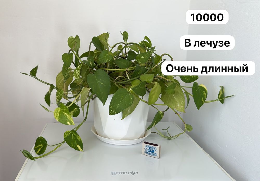 Растения комнатные