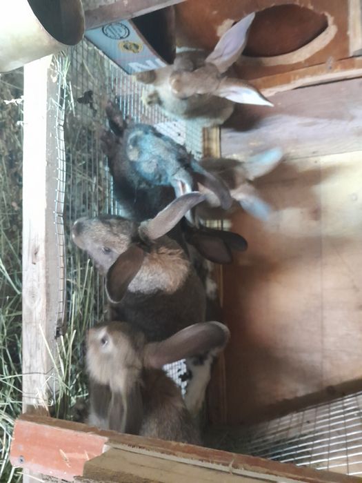 Кролики уральск, смесь строкача