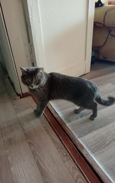 Отдам в добрые руки.