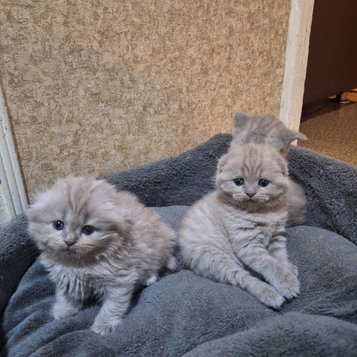 Продаются вислоухие котята