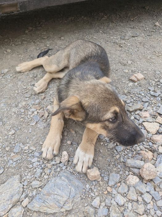 Отдам в хорошие руки щенка