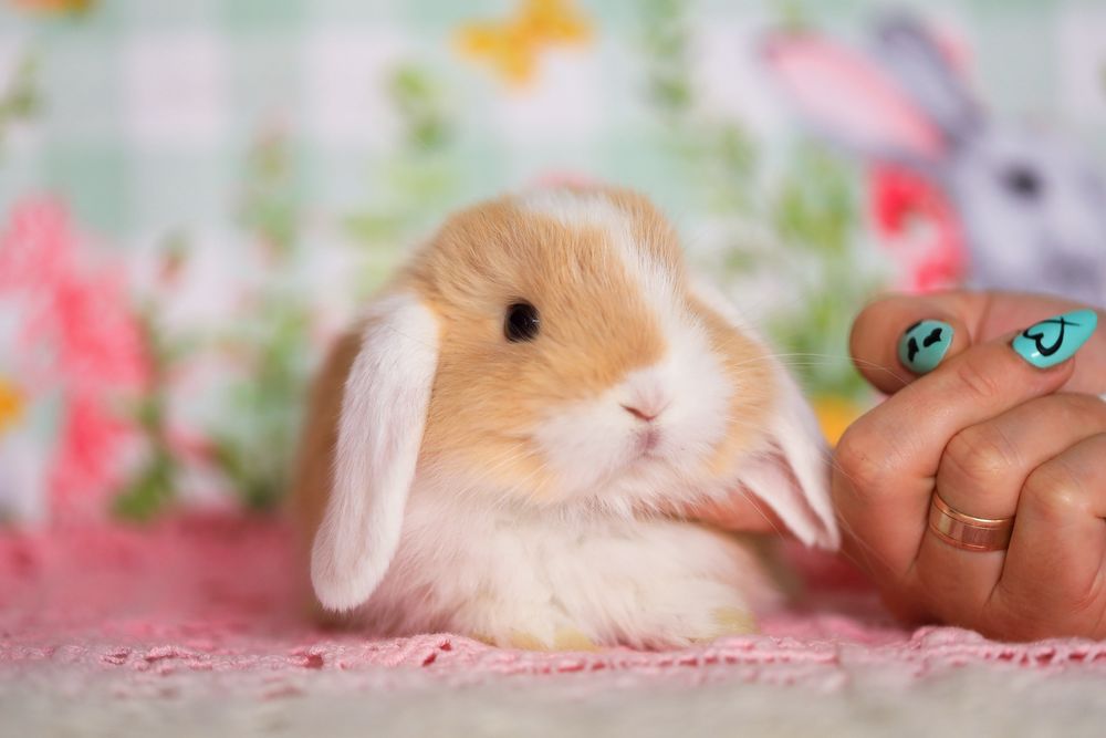 Кролики вислоухие питомник