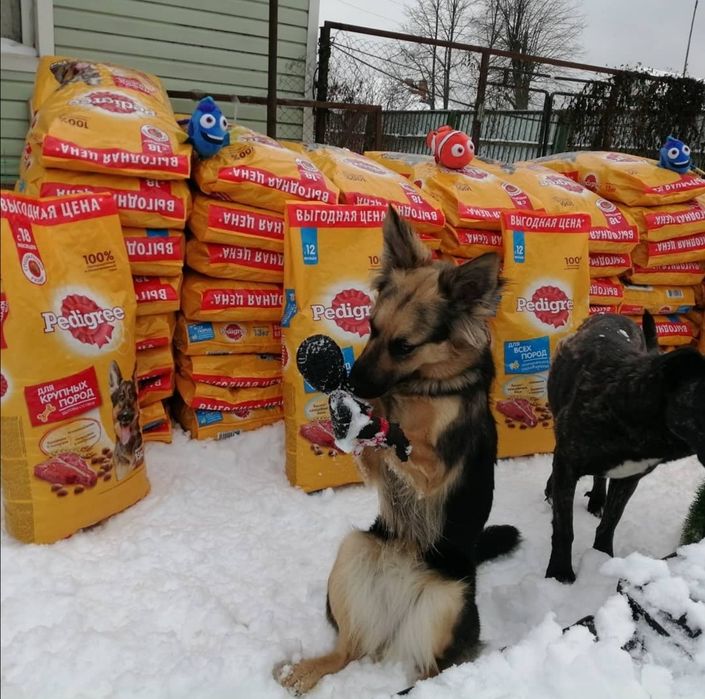 Корма для кошек и собак.