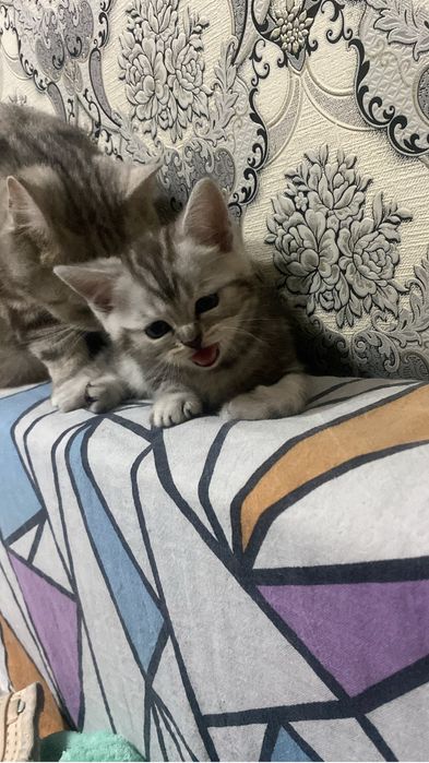 Шотландские скоттиш фолд