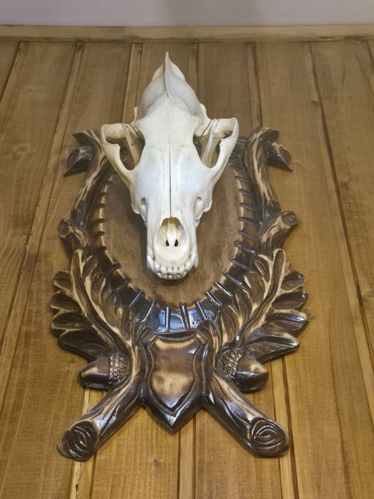 Trofeu Craniu Pisica Salbatica/Craniu Ras/Craniu Lup/Craniu Urs