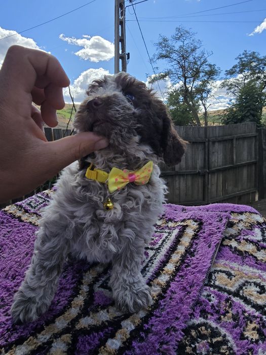 Femelă Lagotto Romagnolo – Rasă pură, 1 lună și jumătate
