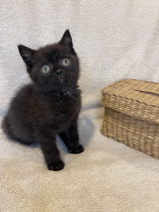 Дарим котенка, кошечка, кот, кошка