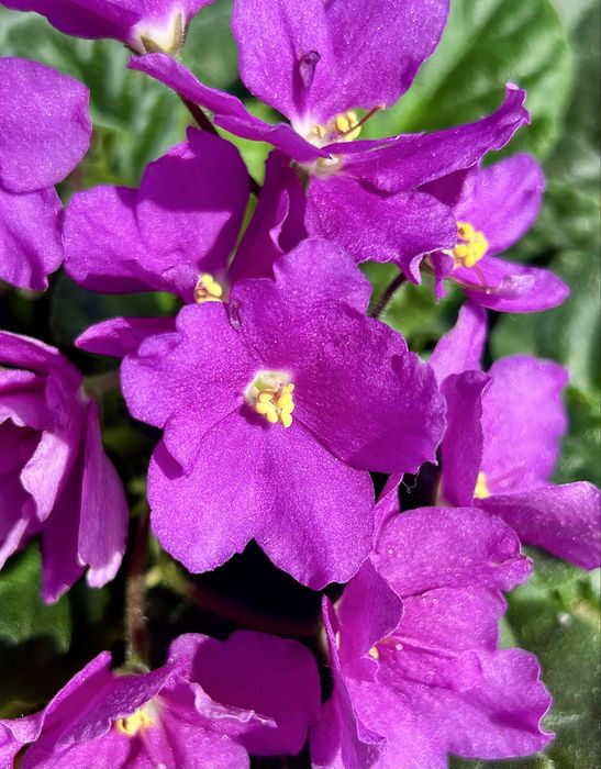 Сейнтполия Saintpaulia African Violet Сентполия Сенполия