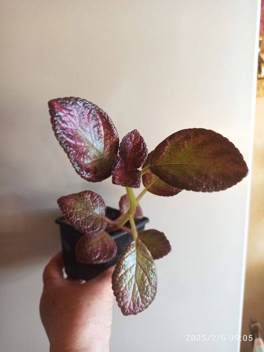 Продам комнатные растения