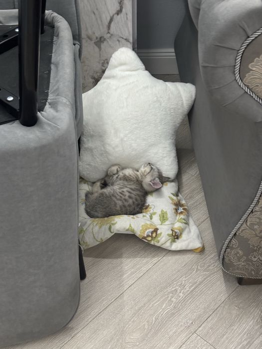 Британские котята