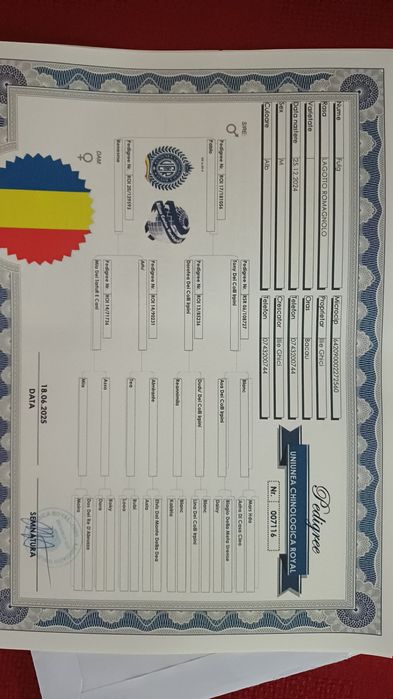 Lagotto  de trufe, cu pedigree!