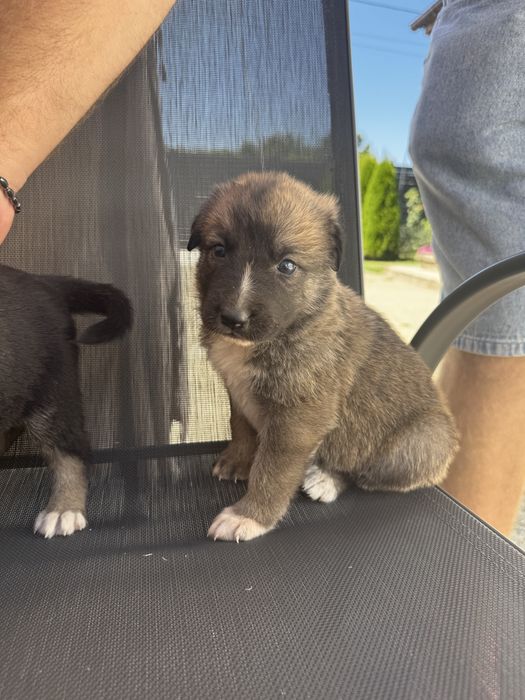 Donez catei mama este malinois si tatal ciobanesc de bucovina
