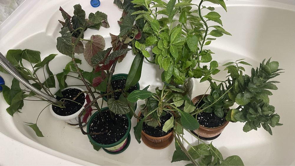 Цветы за все 10000