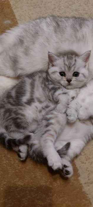 Котята , скотишстрайт