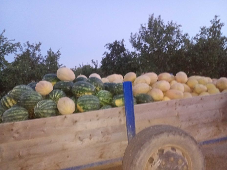 Lubenița proaspăta