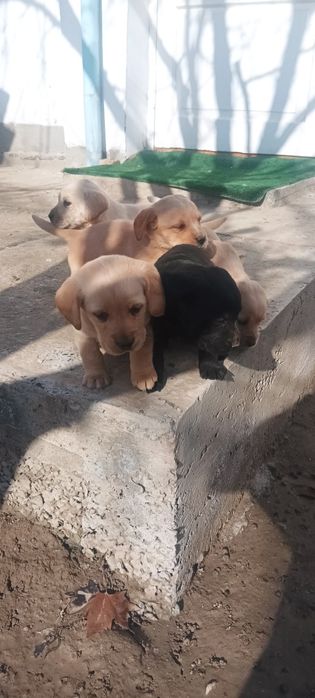 Продается шинки Лабрадор  Кучук болалри сотлпти