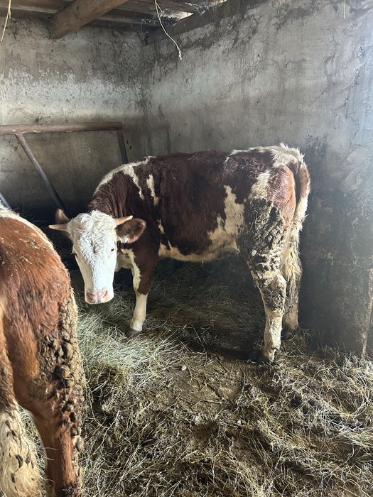 Vand animale  cai vaci oi