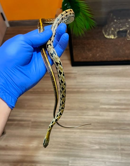 Тънкоопашат смок 0.1