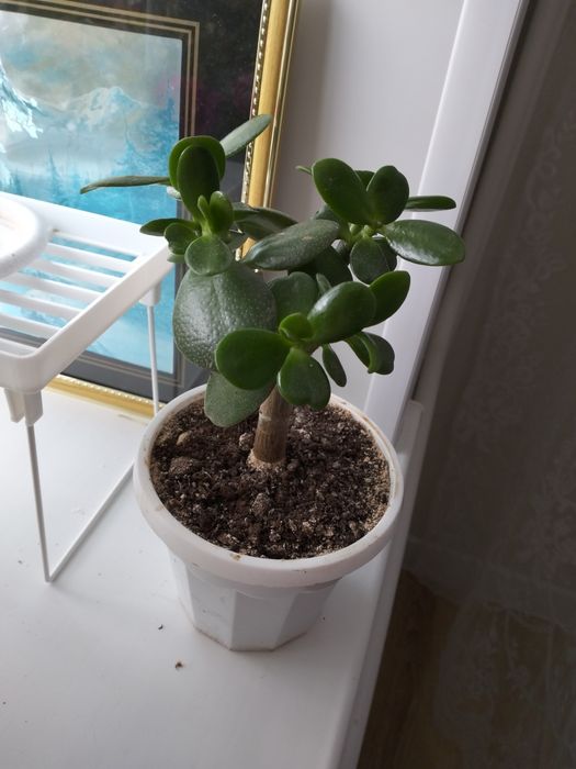 Цветы комнатные цветы