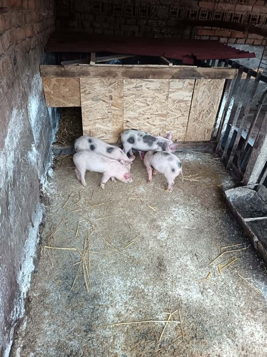 Отбити прасенца.