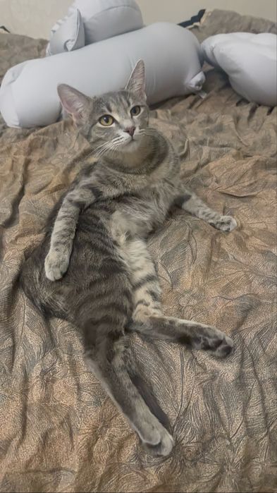 Вязка Кошка ищет котенка.