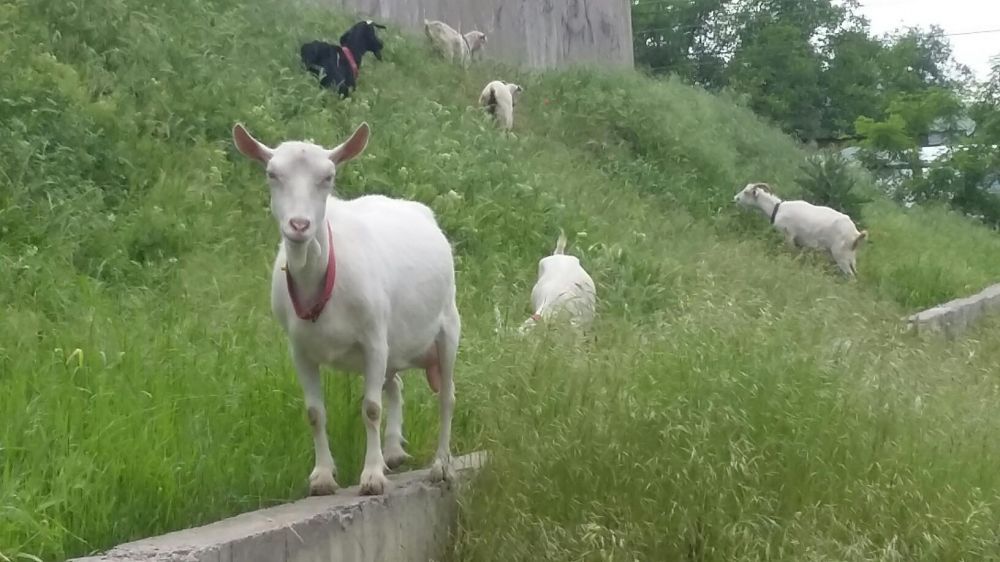 Козье молоко! Доставка на дом!