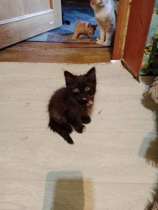 Котят в добрые руки