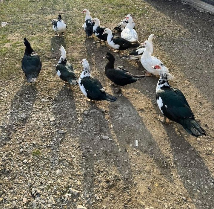 Gâşte rațe găini cocosi curci