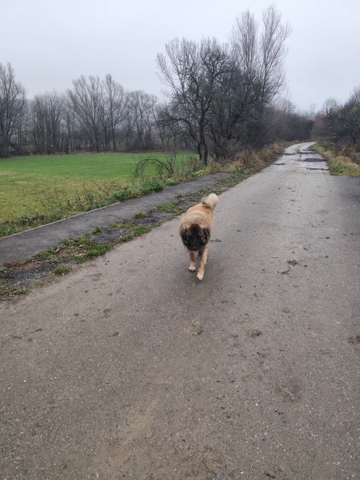 Mascul Ciobanesc caucazian accept și schimb cu alte animale de fermă.