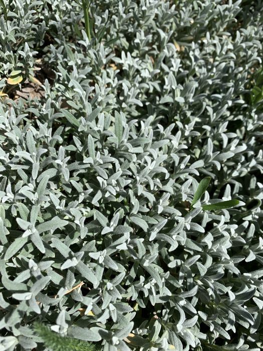 Продам растения-почвопокровники