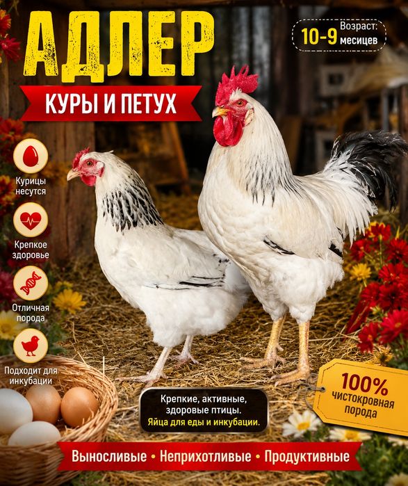 Адлер:  куры-петухи