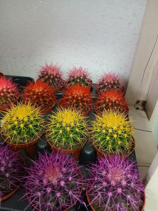 Кактус разные размеры