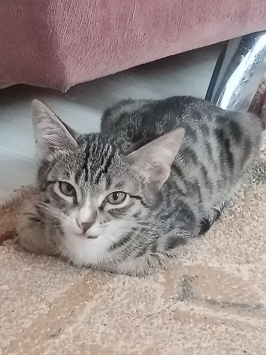 Отдам котенка 3месяца