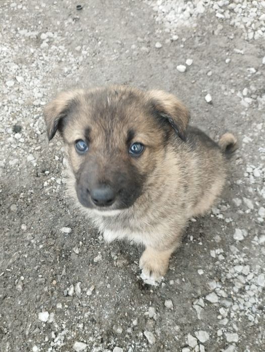 Отдам щенков в дар