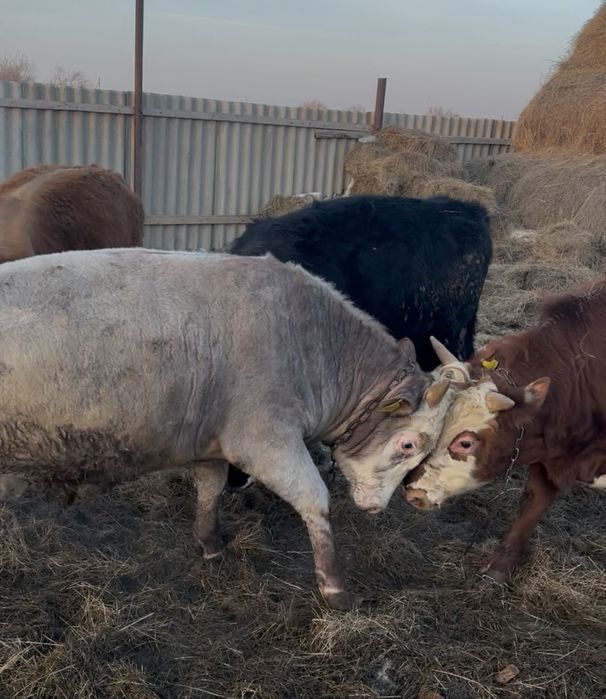 Откорм бұқа сатылады