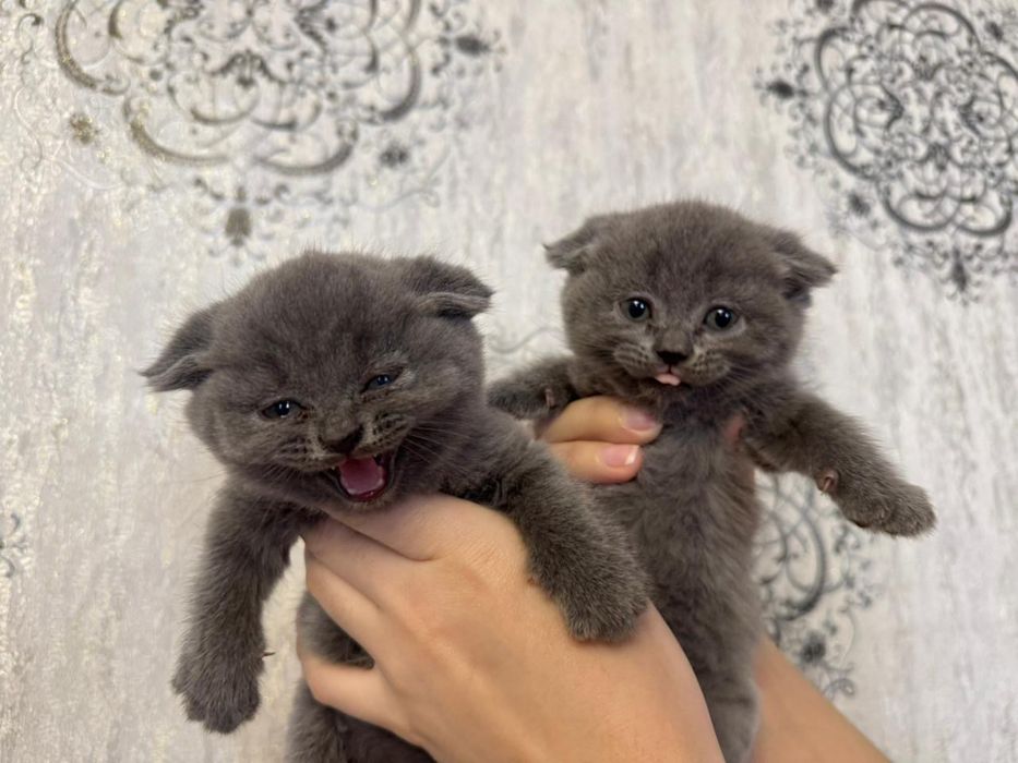 Шотландский вислоухий