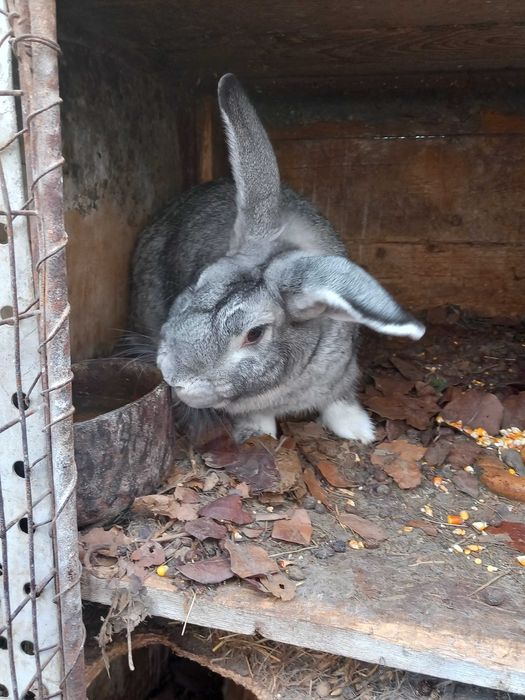 Vand iepuri mari si mici