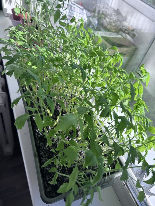Продам рассады помидора