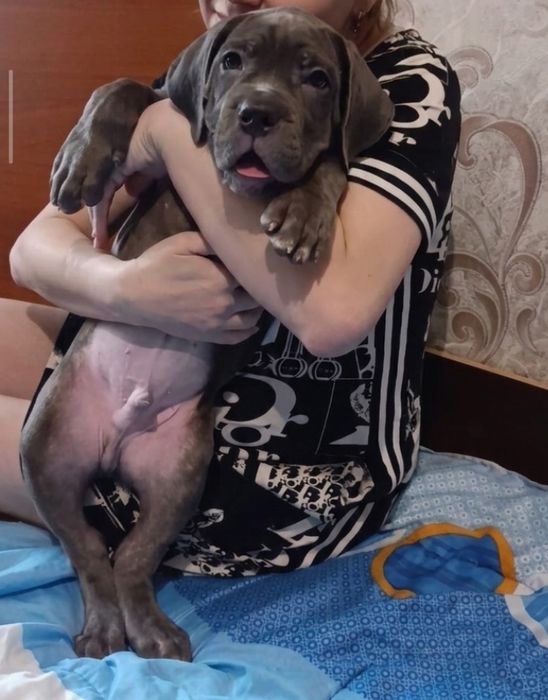 Кане-корсо продажа