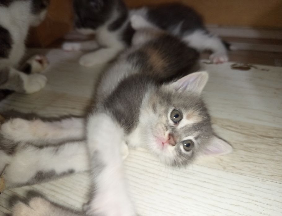 Подарявам котета