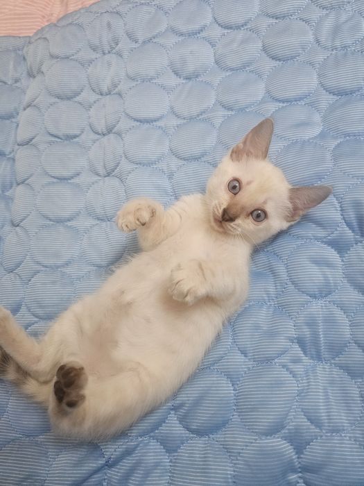 Бенгальские котята в любимцы