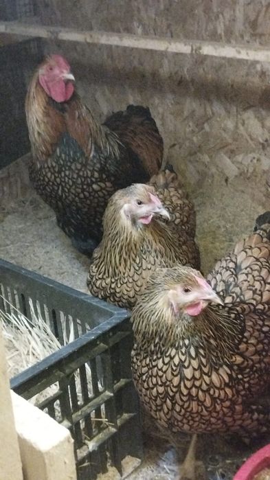 Инкубационное яйцо