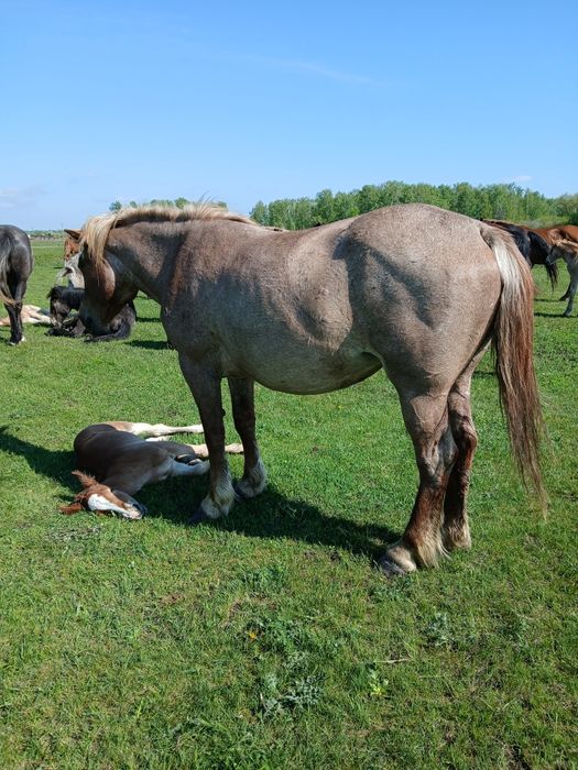 Продам жеребца,кобылы