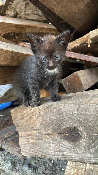Pisici spre adopție