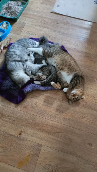 Отдам котят полу британцы в добрые руки
