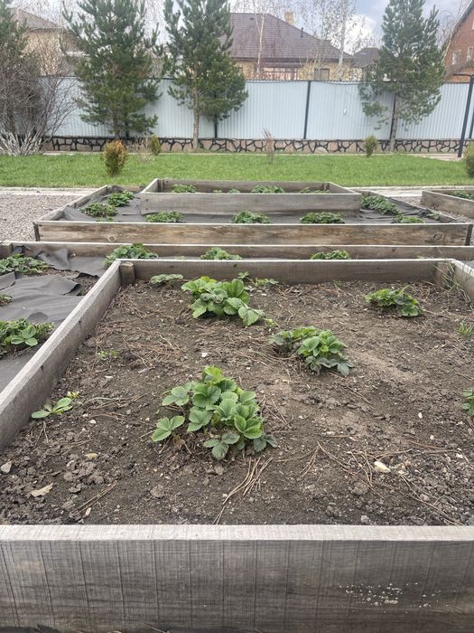 Клубника многолетний , готовый