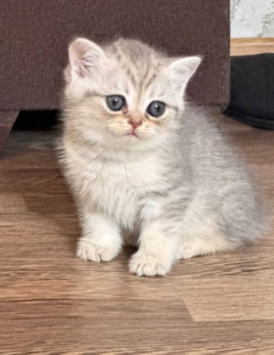Британские короткошерстные котята