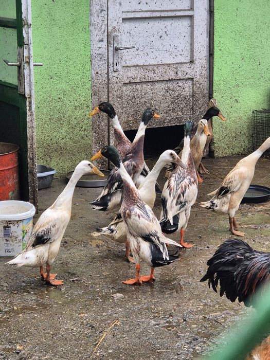 Vând rațe alergătoare indiene